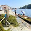 Intervento sperimentale di Estirpazione della vegetazione esotica nel fiume Po