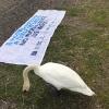 Banner Progetto Life Blue Lakes 