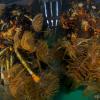 Organismi marini nel golfo di La Spezia