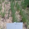 Coltivazion di Orzo in Al-Ghweir Giodania: priva di formulazioni batteriche