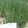 Coltivazion di Orzo in Al-Ghweir Giodania: con formulazioni batteriche