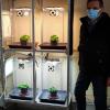 Allevamento di basilico: confronto illuminazione OLED (in alto) e LED (in basso) 
