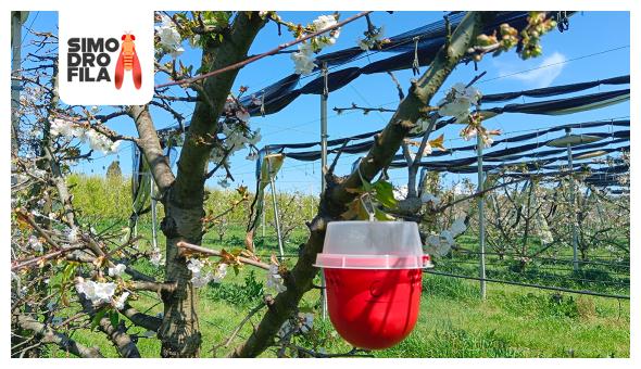 progetto simodrofila