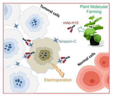 Elettroporazione e plant molecular farming Elettroporazione e plant molecular farming