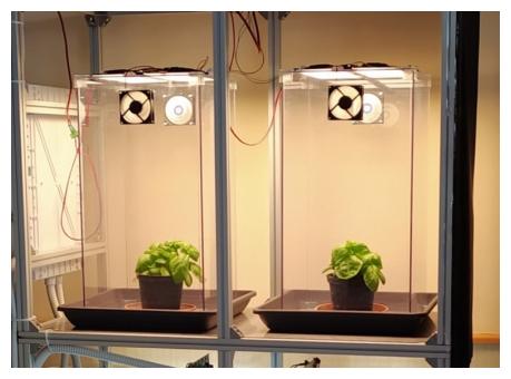 Allevamento di basilico con illuminazione OLED 