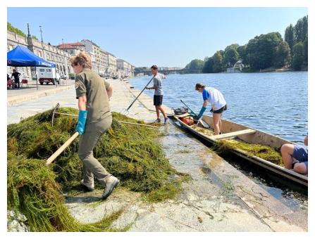 Intervento sperimentale di Estirpazione della vegetazione esotica nel fiume Po
