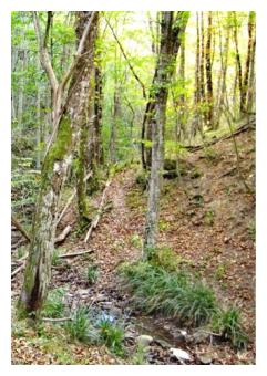 foresta