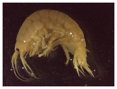 gammarus_setosus_1.jpg 
