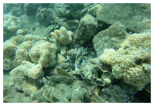 Esemplari di Ostrica nativa (Ostrea edulis) nel Golfo di La Spezia