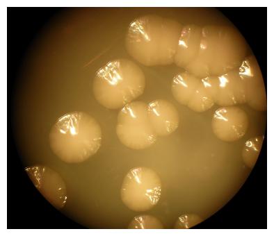 Colonie di batteri  Serratia ficaria SH7. Credit ENEA