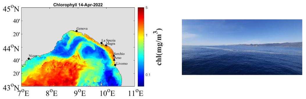 Immagini che mostrano il picco di clorofilla da satellite