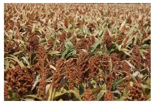Campo di sorgo