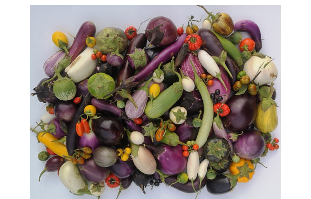 ENEA svela geni e caratteri completi della melanzana