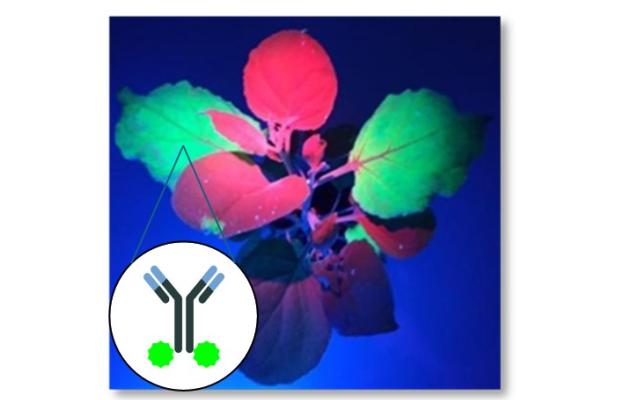 pianta Nicotiana benthamiana esprimente l'aflatossina M1