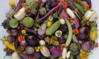 ENEA svela geni e caratteri completi della melanzana