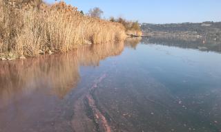 Lago Albano con le fioriture di Planktothrix rubescens dal caratteristico colore rosso