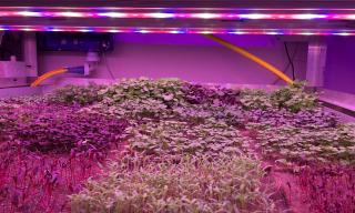 Produzione di microverdure 