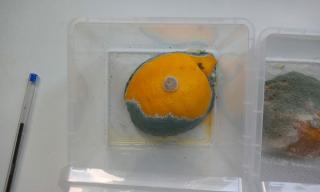 limone