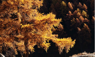 Copertina del volume La Rete Italiana per la Ricerca Ecologica di Lungo Termine. Lo studio della biodiversità e dei cambiamenti