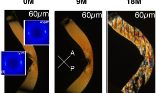 Dopo 9 mesi dall’impianto, lo scaffold a base di PLLA non mostra segni di degradazione rispetto al momento dell’impianto stesso, come si evince dalla struttura omogenea osservata al microscopio ottico in luce polarizzata. Anche la struttura cristallina, come mostrato dalle immagini di diffrazione di raggi x, resta pressoché invariata lungo tutto lo spessore dello scaffold. La morfologia cambia drasticamente dopo 18 mesi dall’impianto, dove appaiono segni evidenti di degradazione