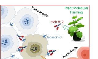 Elettroporazione e plant molecular farming