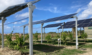 Impianto agrivoltaico con la coltivazione di agrumi, limoni a Scale (CS) Impianto agrivoltaico con la coltivazione di agrumi, limoni a Scale (CS)