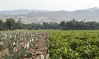 Composting a Mixture of Cactus Pear PruningWaste and Spent Coffee Grounds-article cover